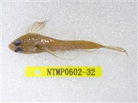 藏品(絲鰭斜棘(魚銜))的圖片